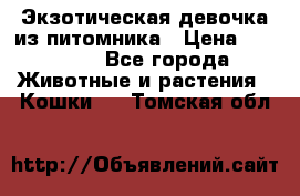 Экзотическая девочка из питомника › Цена ­ 25 000 - Все города Животные и растения » Кошки   . Томская обл.